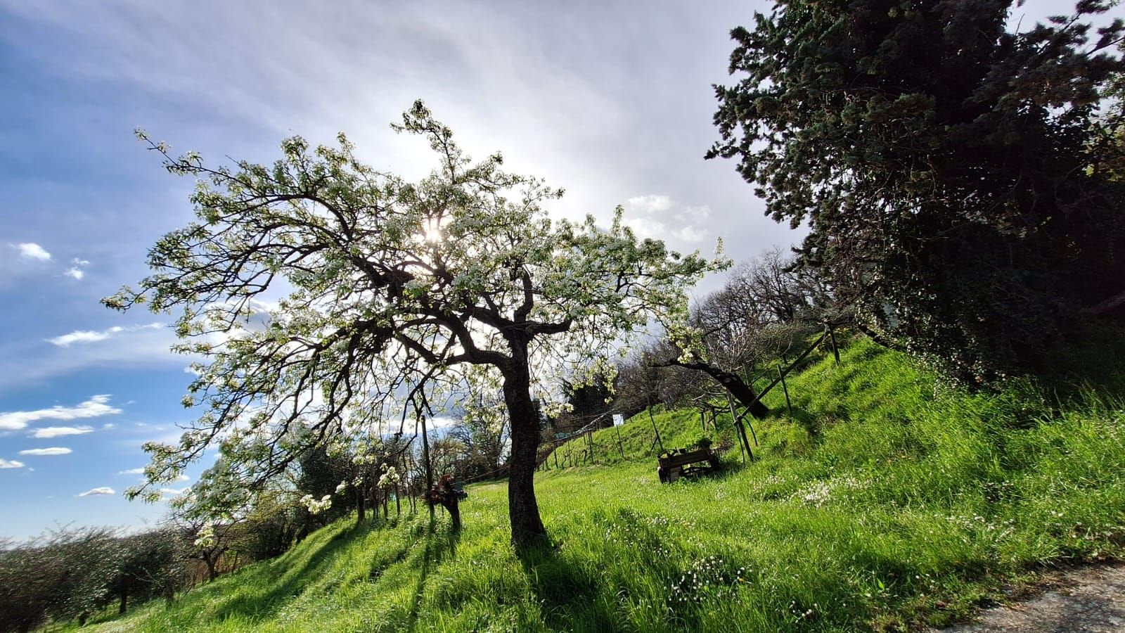 Galleria fotografica L’ARMONIA IN GIARDINO DITTA BERIACH FLAVIO a Cividale del Friuli