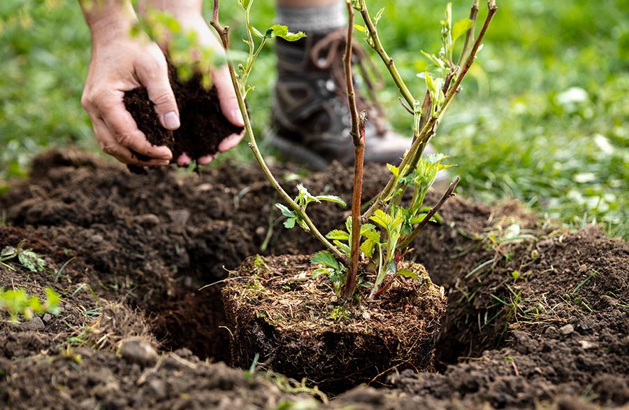 Piantumazione Servizi L’ARMONIA IN GIARDINO DITTA BERIACH FLAVIO a Cividale del Friuli