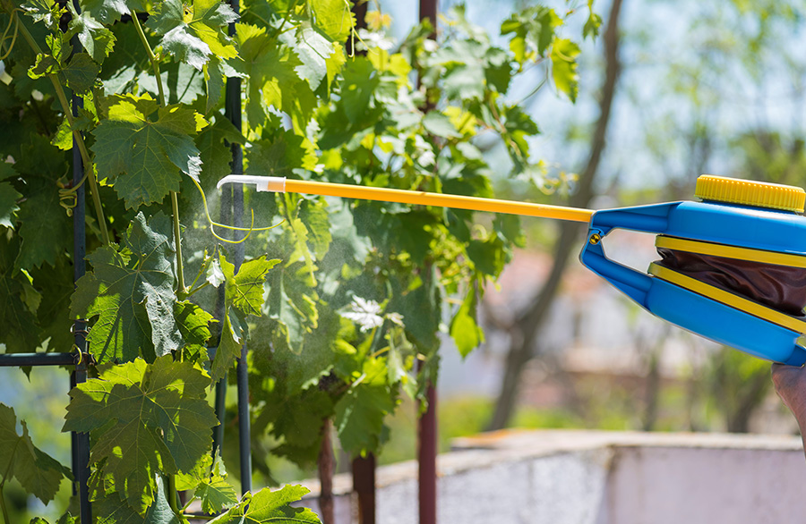 Trattamenti fitosanitari Servizi L&rsquo;ARMONIA IN GIARDINO DITTA BERIACH FLAVIO a Cividale del Friuli