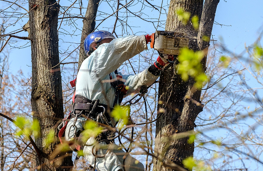 Potatura e abbattimenti piante alto fusto Servizi L&rsquo;ARMONIA IN GIARDINO DITTA BERIACH FLAVIO a Cividale del Friuli