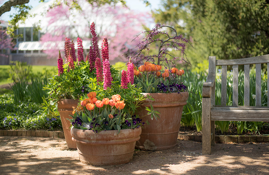 Composizioni con vasi e fornitura di vasi per arredamento Servizi L&rsquo;ARMONIA IN GIARDINO DITTA BERIACH FLAVIO a Cividale del Friuli