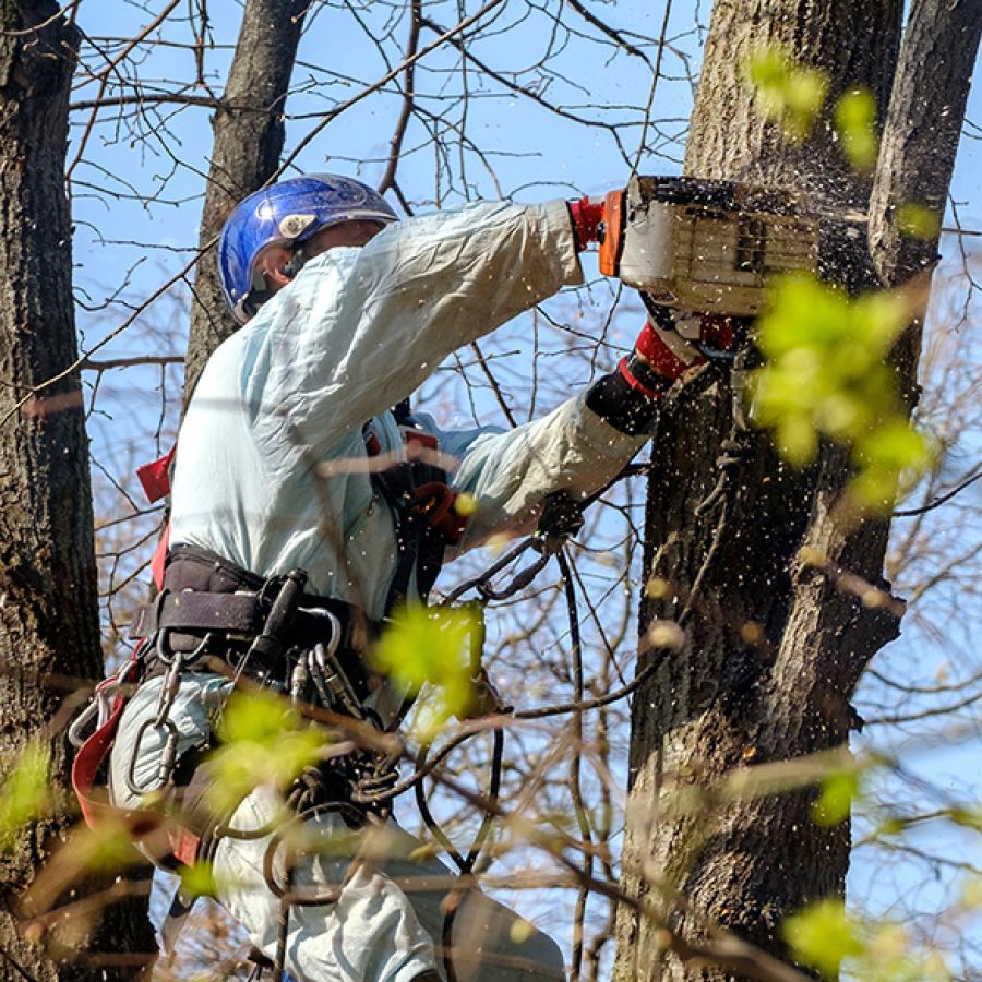 Potatura e abbattimenti L&rsquo;ARMONIA IN GIARDINO DITTA BERIACH FLAVIO a Cividale del Friuli