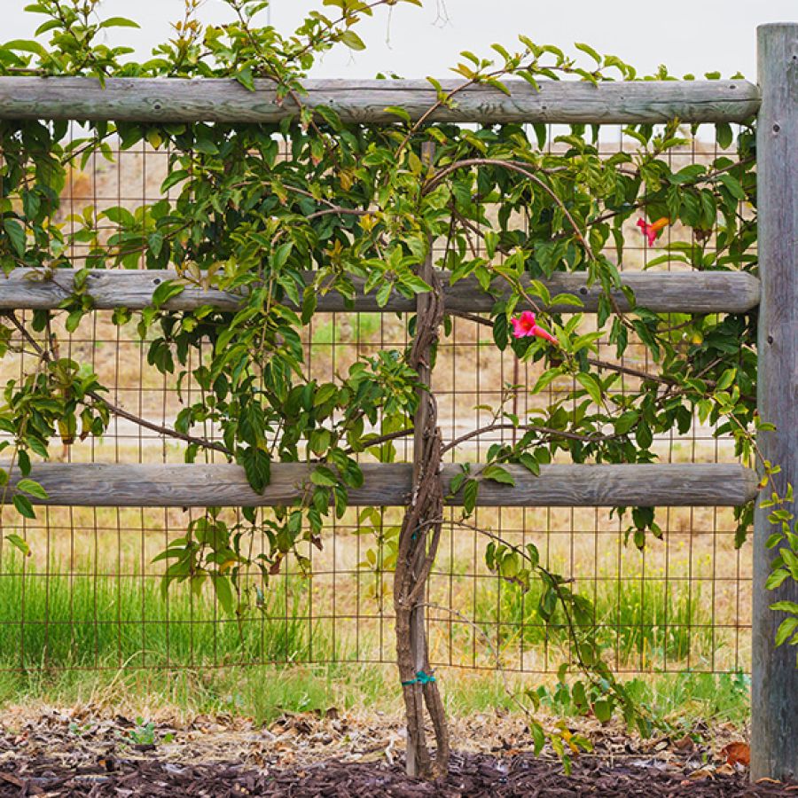 Strutture in legno L&rsquo;ARMONIA IN GIARDINO DITTA BERIACH FLAVIO a Cividale del Friuli