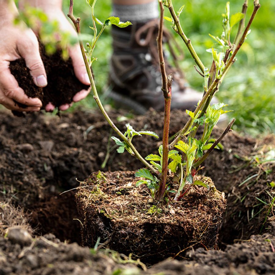 Piantumazione L&rsquo;ARMONIA IN GIARDINO DITTA BERIACH FLAVIO a Cividale del Friuli